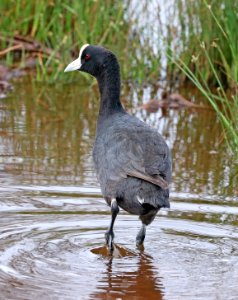 HAWAIIAN COOT (5-4-2018) kealia pond nwr, maui co, hawaii -01
