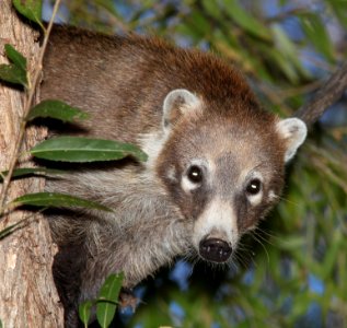 White-Nosed Coati (Nasua narica) (10-18-10) patagonia lake state park, scc, az -02