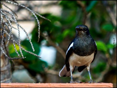 Oriental Magpie Robin photo