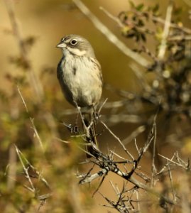 881.5 - SAGEBRUSH SPARROW (11-8-2018) socorro co, nm -20