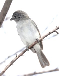 622 - GRAY VIREO (3-31-2018) patagonia lake, santa cruz co, az -06