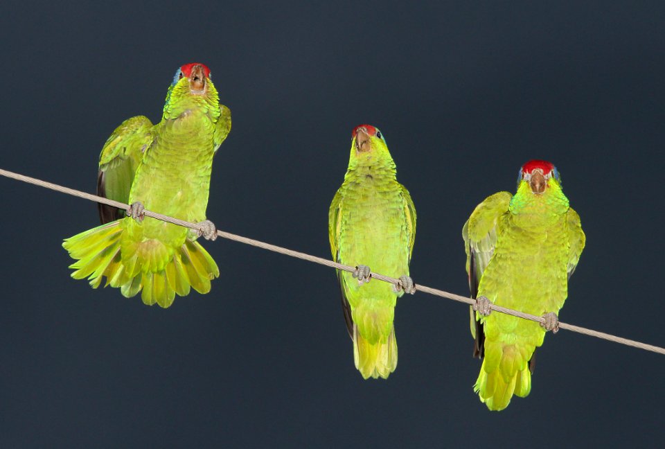 565 - RED-CROWNED PARROT (11-10-13) 7th st, harlingen, tx -02