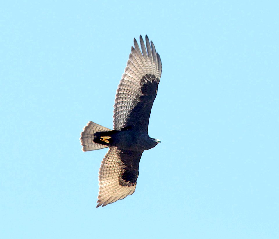 229 - ZONE-TAILED HAWK (9-18-10)  imm, blue haven rd, patagonia, scc, az  (3)