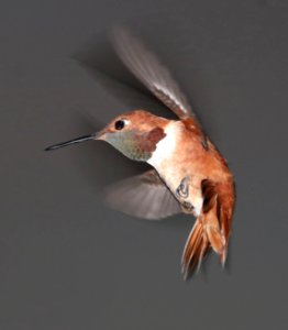 504 - RUFOUS HUMMINGBIRD (3-20-2017) 78 circulo montana, patagonia lake ranch estates, scc, az -01