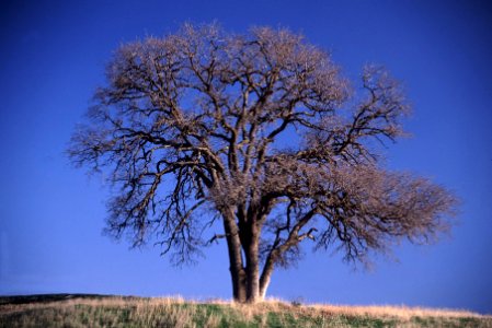 Rte 58 Oaks-0031