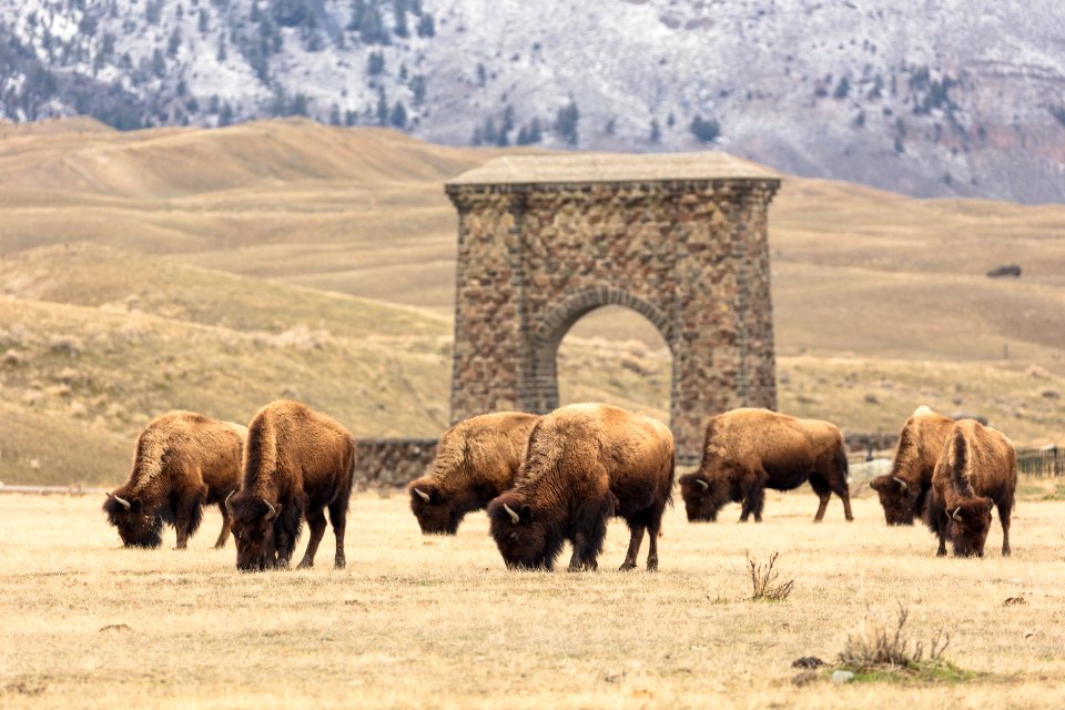Bison grazing near Roosevelt Arch in the spring