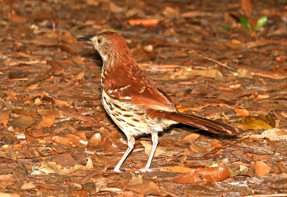 764 - BROWN THRASHER (6-6-2017) croatan nat forest, carteret co, nc -01