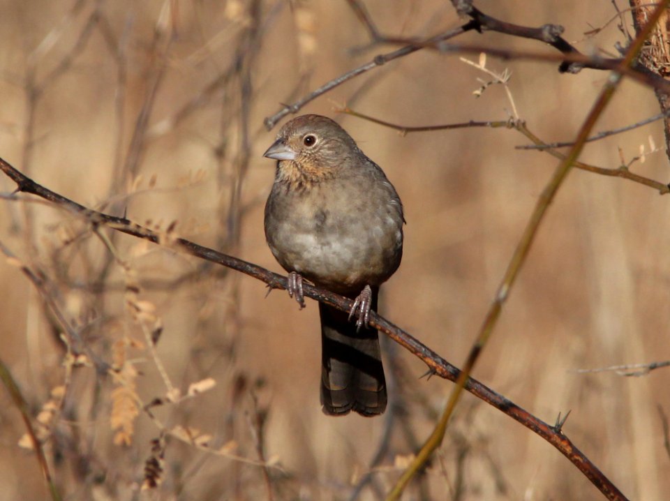 TOWHEE, CANYON (12-15-10) kino springs, scc, az -01