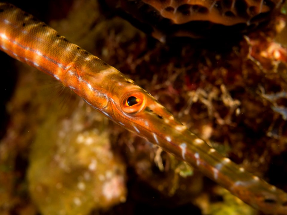 TrumpetFishJuvenileFace