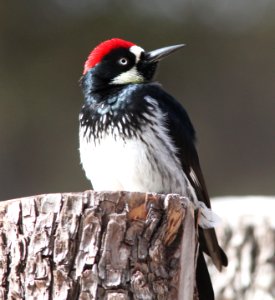 WOODPECKER, ACORN (3-8-11) san rafael grasslands, scc, az -03