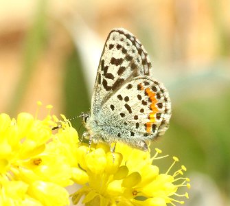 BLUE, GLAUCON (Euphilotes glaucon group) (6-27-2018) along rte 71, approx 8 miles se of snake river, washington co, id (1) copy