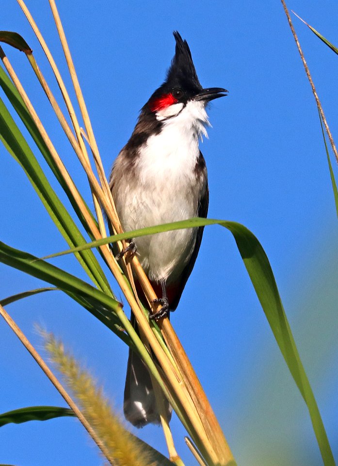 706 - RED-WHISKERED BULBUL (1-7-2020) pineland park, south miami, miami-dade co, fl -07