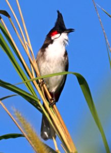706 - RED-WHISKERED BULBUL (1-7-2020) pineland park, south miami, miami-dade co, fl -07