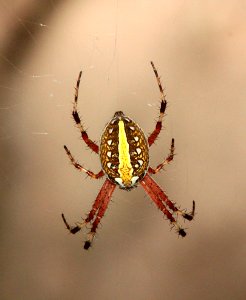 SPIDER, sp (8-30-13) pena blanca lake, scc, az -01