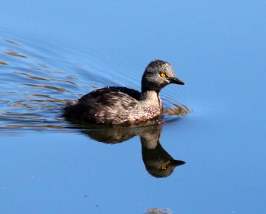 GREBE, LEAST (3-22-12) pena blanca lake, scc, az -01