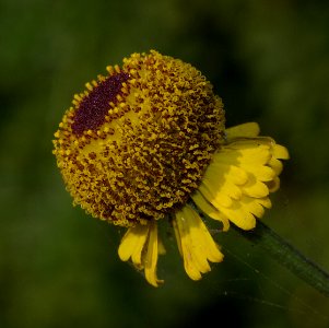 COAST MARSH SNEEZEWEED (helenium puberulum) (8-17-07) oso flaco
