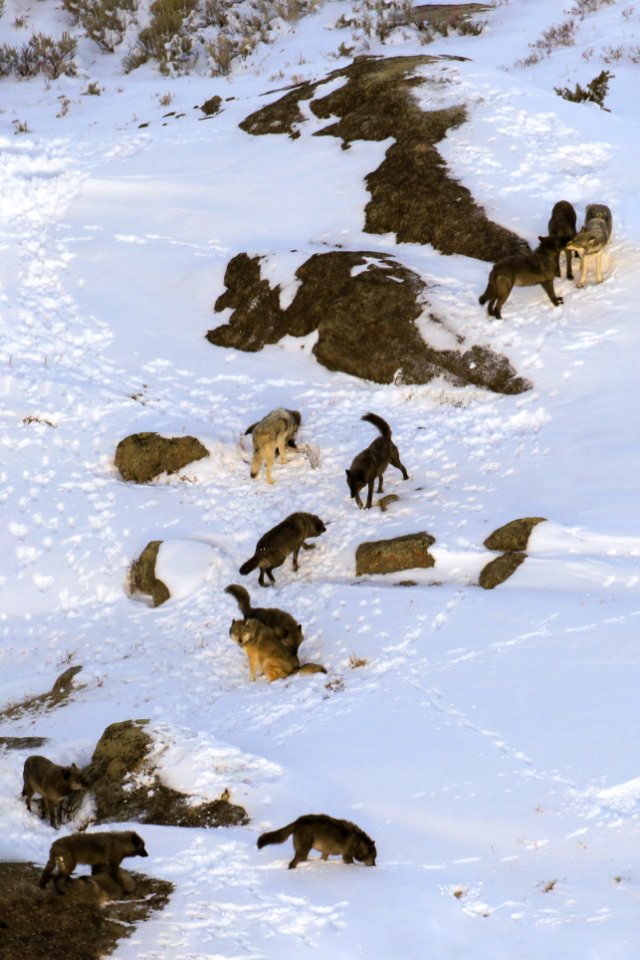 Junction Butte Pack photographed from a fixed-wing during wolf study (2)