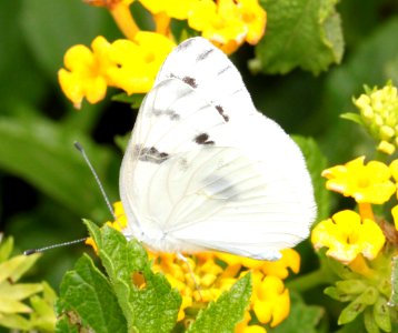 CHECKERED WHITE (Pontia protoduce) (9-5-12) 78 circulo montana, patagonia lake ranch estates, scc, az -01