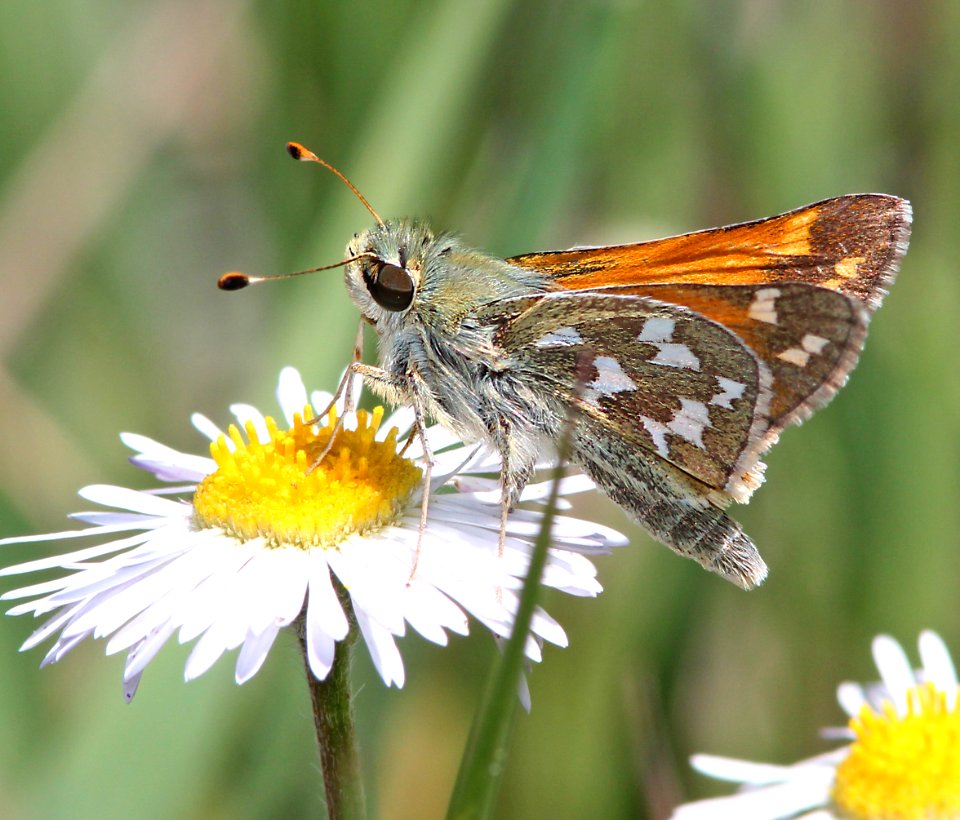 SKIPPER, NEVADA (Hesperia nevada) (6-8-13) male, 8500 ft, pine-oak, lake creek, 5 m east of hell's backbone, boulder mt, garfield co, ut   (4)