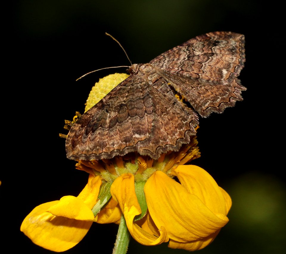 MOTH, BARBERRY GEOMETER (Coryphista meadii)  (6-30-2020) 7150 ft, at a creek 0.4 miles down comfort springs trail from ramsey cayn vista c g, cochise co, az  (1)