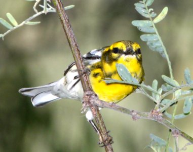 840 - TOWNSEND'S WARBLER (9-16-13) patagonia lake scc, az -03