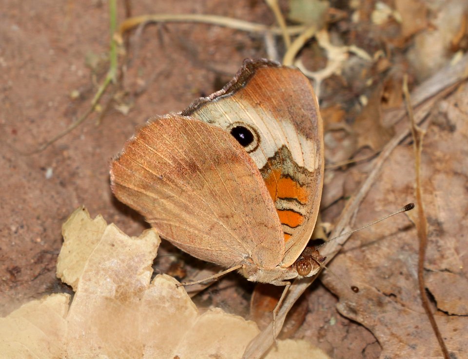 BUCKEYE, COMMON (Junonia coenia) (5-31-2020) san pedro river near san pedro house, cochise co, az -01
