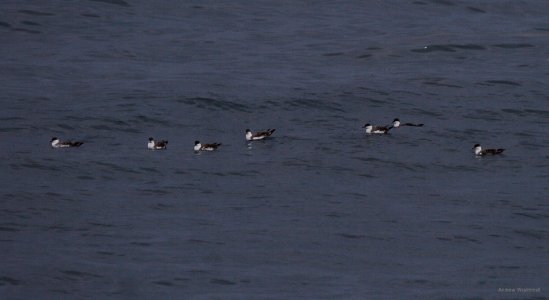 Great Shearwaters photo