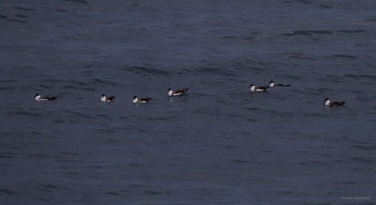 Great Shearwaters