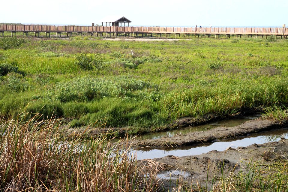 SOUTH PADRE ISLAND, World Birding Center -008