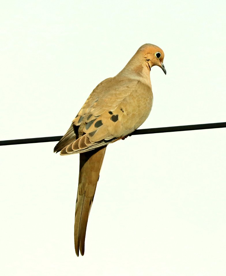433 - MOURNING DOVE (2-18-2019) hereford, az -02