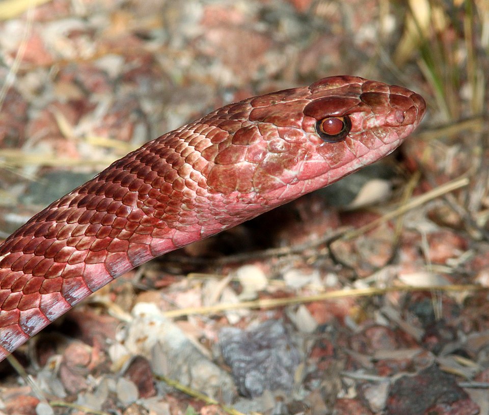 SONORAN COACHWHIP (Masticophis flagellum cinculum) (7-22-10) yard, west of patagonia, scco, az -01 (11-28-10) river road, nogales, scc, az -02 (4-4-11) 78 circulo montana, patagonia lake ranch estates, scc, az -02