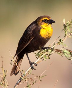 934 - YELLOW-HEADED BLACKBIRD (5-7-11) bog hole, scc, az  (2)