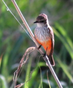 589 - VERMILION FLYCATCHER (5-2-2020) san pedro river n of rte 90, cochise co, az -01