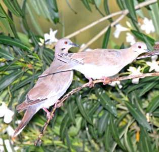 431 - WHITE-WINGED DOVE (8-17-2015) 78 circulo montana, patagonia lake ranch estates, scc, az -01