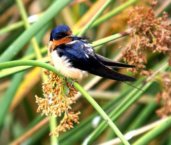 669 - BARN SWALLOW (7-10-06)