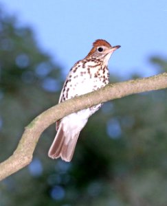746 - WOOD THRUSH (6-10-2017) howell woods learning center, johnston co, nc -01 (1)
