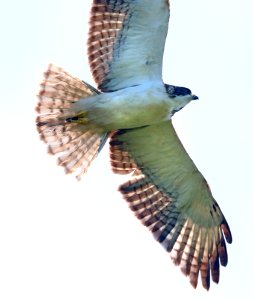 226 - SHORT-TAILED HAWK - (1-3-2020) key west, florida -14 photo