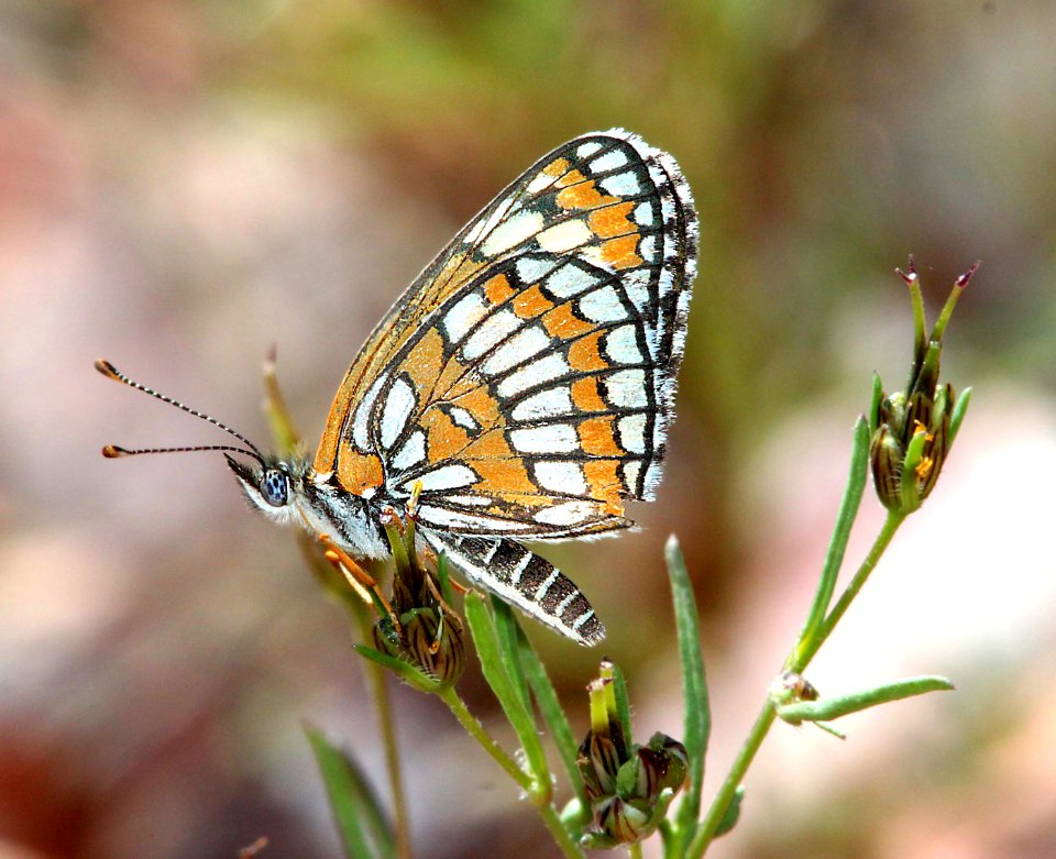 CHECKERSPOT, THEONA (Chlosyne theona) (9-23-11) upper humboldt canyon, patagonia hills, scc, az -04