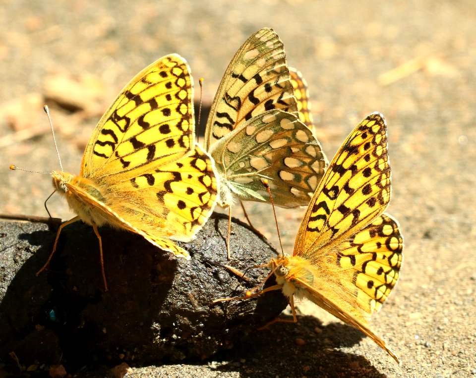 FRITILLARY, ZERENE (Speyeria zerene platina) (6-30-2018) 6500 ft, trail n-w from upper penstamon c g, cassia co, id (1)