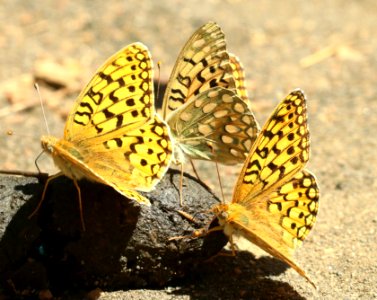 FRITILLARY, ZERENE (Speyeria zerene platina) (6-30-2018) 6500 ft, trail n-w from upper penstamon c g, cassia co, id (1)