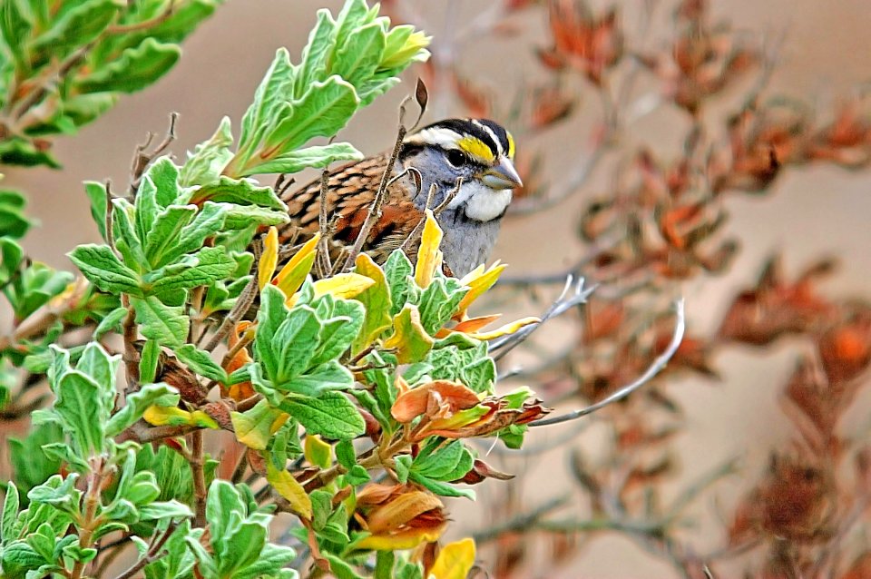 895 - WHITE-THROATED SPARROW (11-9-05) slo co, ca - Copy