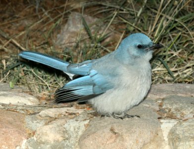 643 - MEXICAN JAY (11-13-2018) cave creek, cochise co, az -02