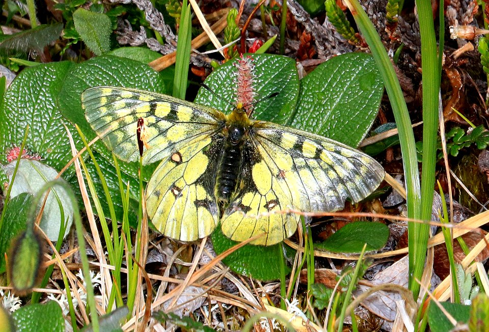 PARNASSIAN EVERSMANN'S (Parnassius eversmanni) (6-25-2016) denali highway, mile p13 pass, near paxson, alaska (1)