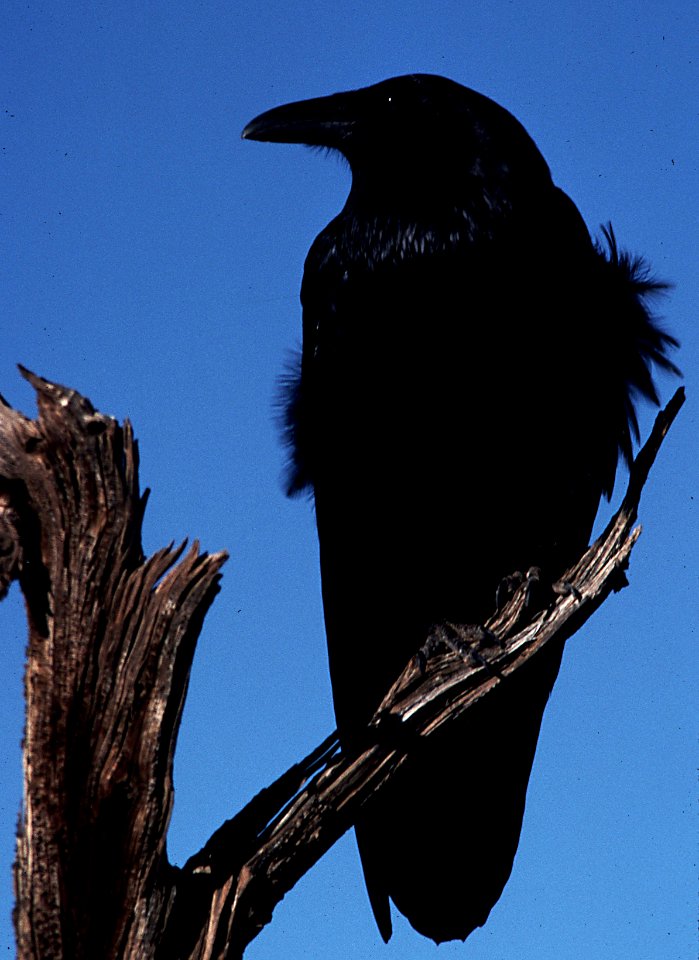 RAVEN, COMMON, utah