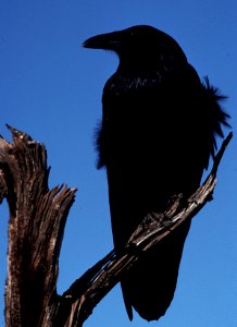 RAVEN, COMMON, utah photo