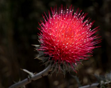 Red Thistle, Cirsium occidentale venustum (6-2-10) pozo rd, slo co, ca -01