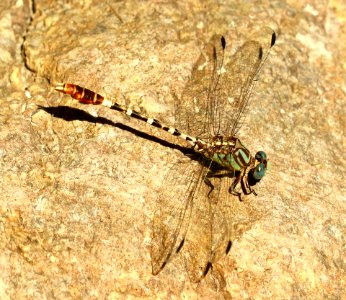SERPENT RINGTAIL (Erpetogomphus lampropeltis natrix) (9-29-2019) sycamore canyon, pajarito mts, santa cruz co, az -01