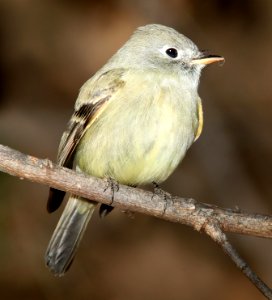 580 - HAMMOND'S FLYCATCHER (1-2-11) north along river from santa gertrudis lane, tumacacori, scc, az -  (4)