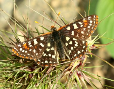 CHECKERSPOT, SNOWBERRY VARIABLE (Euphydryas chaledona colon) (6-27-2018) wallowa co, or -02