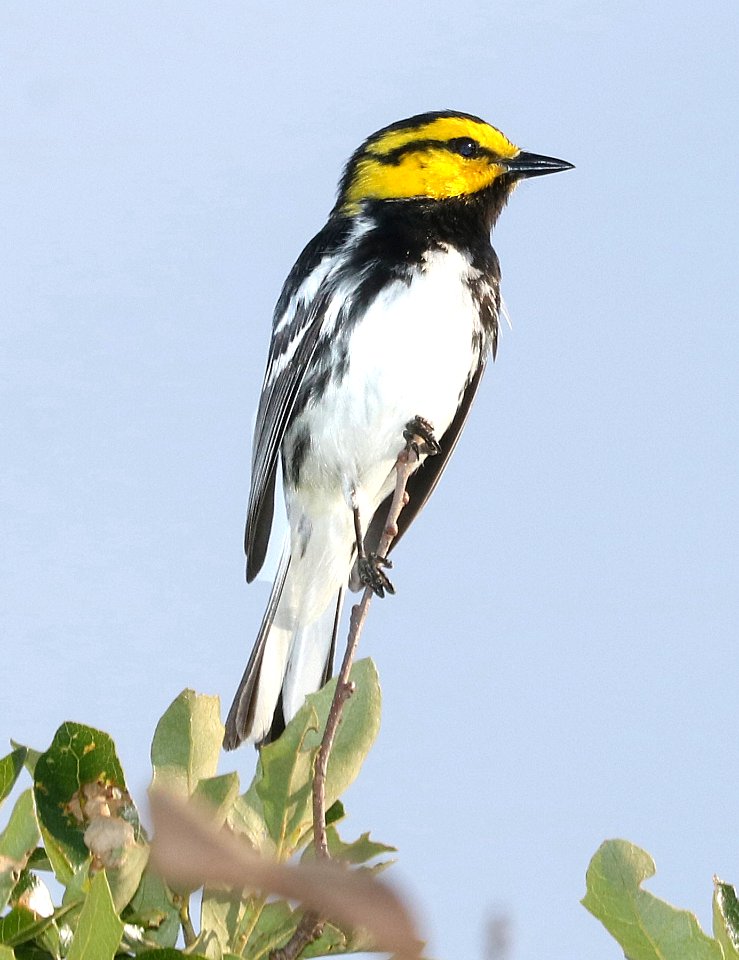 842 - GOLDEN-CHEEKED WARBLER (4-25-2017) ed's ranch, edwards co, tx -05
